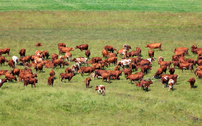 Herds Don't Rebuild Overnight